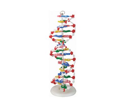 แบบจำลอง DNA ใหญ่
