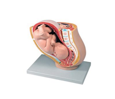 หุ่นจำลองทารกในครรภ์ (เล็ก)